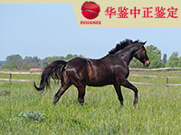 宜宾马类动物鉴定