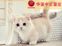 宜宾猫类动物鉴定