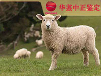 宜宾羊类动物鉴定